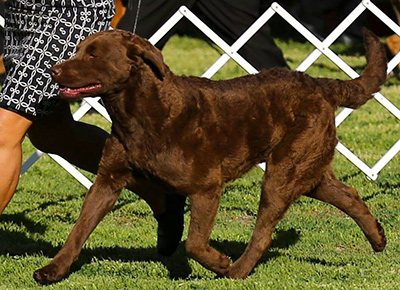 CH. Desert Winds Colt 45