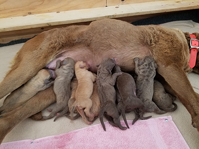 Goldie Puppies